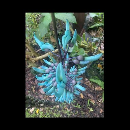 Phoenix Garden Pahoa Exterior foto